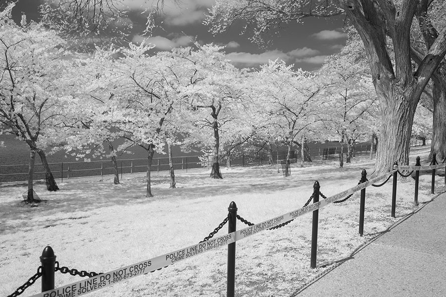 Infrared Photo of Cherry Trees in Bloom Behind Police Tape